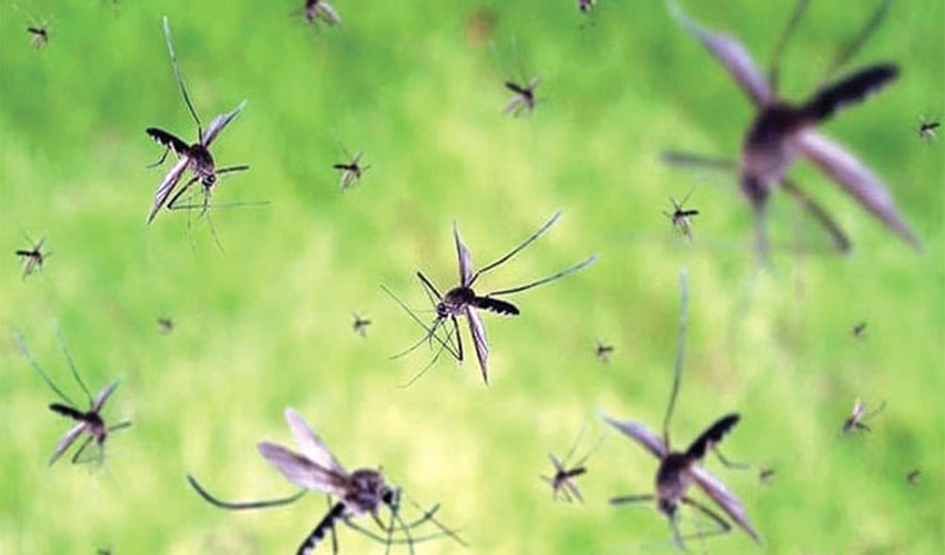 Mosquto_Ualo